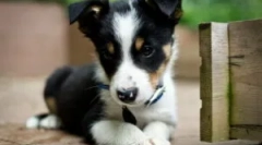 Cseppek a kölykökhez