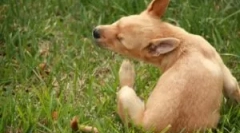 Cseppek és más eszközök a bolhákból és a kölyköknek