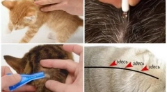 Csepp a macskák férgeire