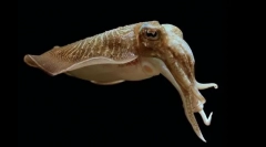 Kábítószer caracatia