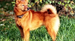 Karelian-finn husky (fotó): kecses és kínos vadász