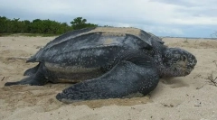 Carolinskaya bőrös teknős