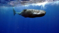 Cachelot (fotó): hatalmas szörny az óceán aljáról