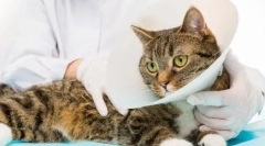 Kasztráció és sterilizálás: a macskák vagy macskák illetékes posztoperatív ellátás