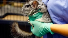 A csincsillák kasztrációja és sterilizálása