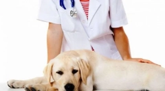 Kasztráció és sterilizálás