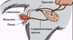 Cashon cat: hogyan működik a művelet