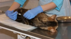 Castion macskák és macskák