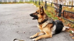 Cashon kutyák: pluszok és hátrányok, mit mondanak az állatorvosok