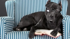 Szürkehályog a kutyában: okok, tünetek, kezelés, megelőzés