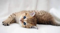 Catosal for macskák: használati utasítás, ellenjavallatok