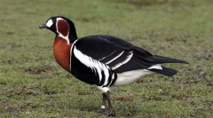 Krasnovobai krasarka