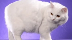 Kimric: a fajta, a tartalom és az ellátás jellemzői