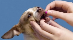 Intesztinális férgek