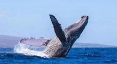 Keith humpback (gorbach)