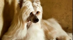 Kínai crested pooh (fotó): elme és szépség egy üvegben