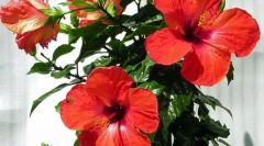 Kínai rose (hibiscus)