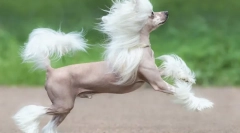 Kínai kutyák fajtái