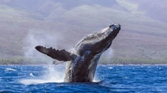 Bálnák - a legnagyobb állatok