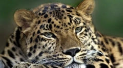 Emlősök besorolása