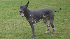 A kutyafajták besorolása gyapjújuk típusával