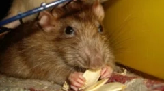 Ragasztó csapdák az egerek fogására