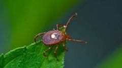 Tick borreliosis: tünetek és kezelés