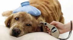 Kutya fogó: felderítés, kezelés, megelőzés