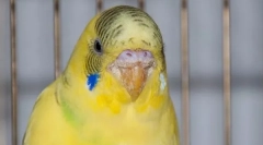 Fogók a hullámos papagájon: tünetek és kezelés