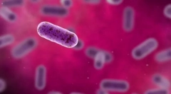 Ketrec - genetikai életegység