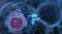 Sejt - az élet alapja