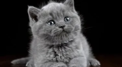 Szürke kiscicák a cica számára