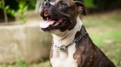 Pitboule becenevek: válasszon egy kisállat nevét