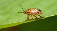 A ragadozók és a paraziták zárolása