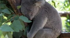 Koala: ausztrál lazy bear (16 fotók)