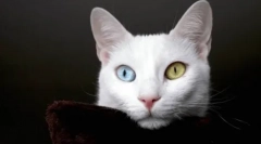 Mikor és miért változik a szem színe