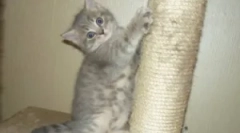 Amikor a macska élesíti a karmokat