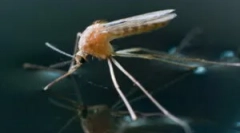 Amikor a szúnyogok megjelennek és meghalnak?