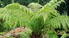 Amikor az állatok földre mentek?