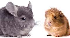 Aki jobb, ha elindul - chinchilla vagy tengerimalac