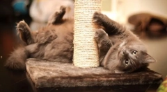 Macskák a macskákhoz saját kezével: segítsünk a macskával és mentjük a bútorokat