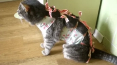 A macskák és macskák vizeletének száma: normák és eltérések