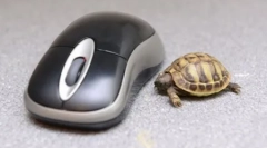 A vicces állatok legjobb fotóinak gyűjteménye hetente