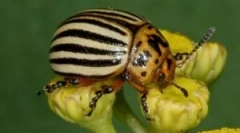 Colorado bogár és lárvái: leírás és kár