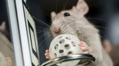 Parancsok és trükkök patkánykötéshez, hogyan kell edzeni