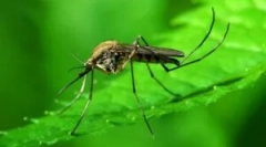 Komar rendes: leírás és megjelenés