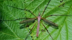 Mosquitoes diorals: leírás és funkciók