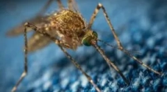 Szúnyogok, mint a betegség fuvarozók