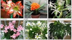 A macskák számára veszélyes állomások