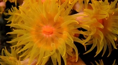 Korallok - növények vagy állatok?